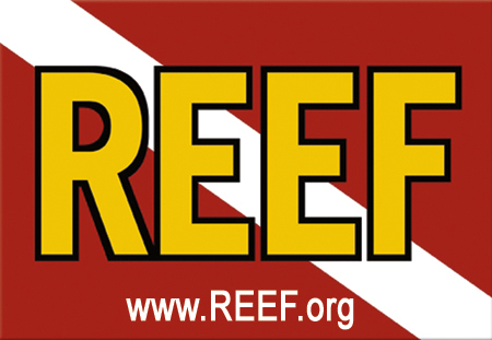 REEF Logo