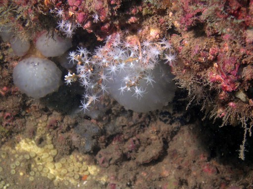Digital Underwater Photo