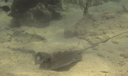 Underwater Naturalist Photo
