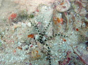 Key Largo Brittle Star
