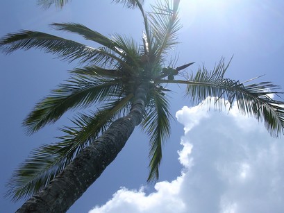 Lone Palm